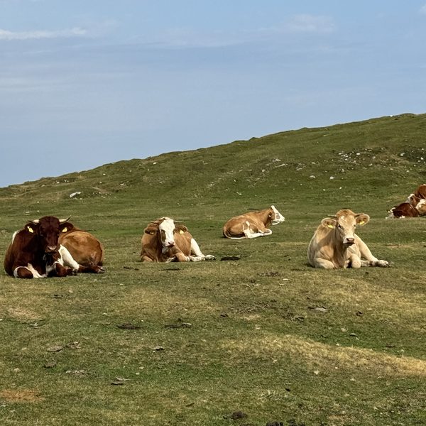 Animali, salute e ambiente