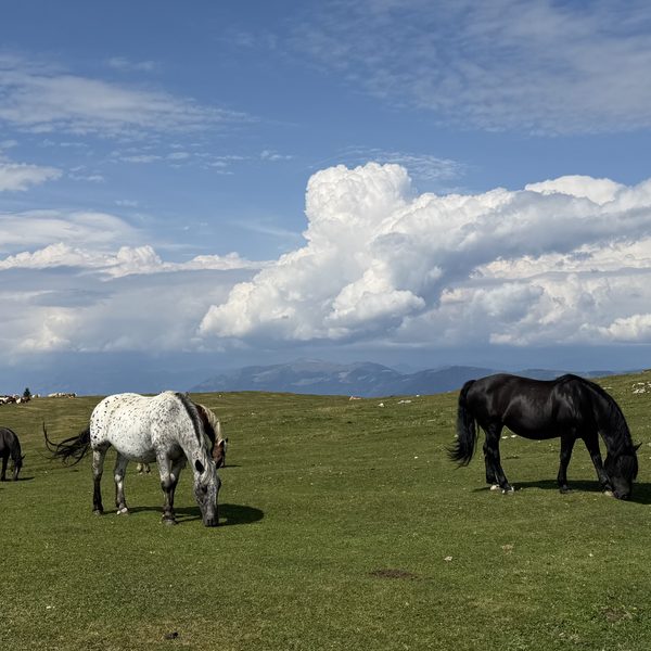 Carinzia — Cavalli al pascolo in alpeggio